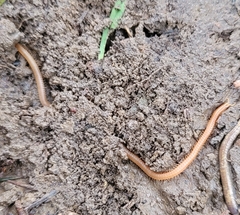 Haplophilus subterraneus