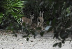 Odocoileus virginianus venatorius