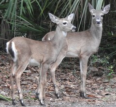 Odocoileus virginianus venatorius