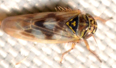 Macrosteles slossoni