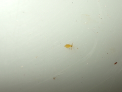 Dicyrtomidae