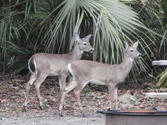 Odocoileus virginianus venatorius