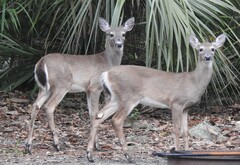 Odocoileus virginianus venatorius