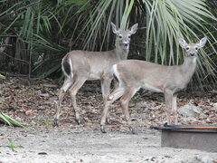 Odocoileus virginianus venatorius