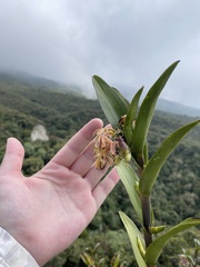 Epidendrum zipaquiranum