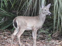 Odocoileus virginianus venatorius