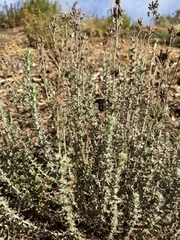 Eriophyllum confertiflorum