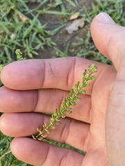 Lepidium bonariense