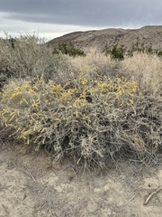 Atriplex canescens laciniata