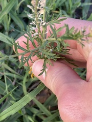 Lepidium bonariense