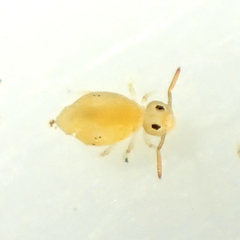 Dicyrtomidae