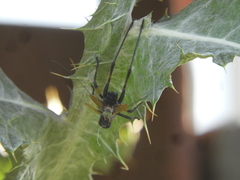 Scaphura elegans