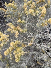 Atriplex canescens laciniata
