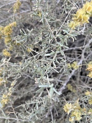 Atriplex canescens laciniata