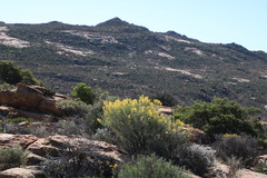 Calobota