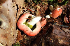 Hypomyces luteovirens