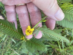 Chamaecrista nictitans