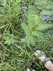 Chamaecrista nictitans