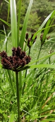 Cyperus ustulatus