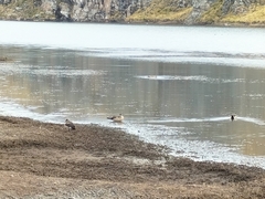 Lophonetta specularioides