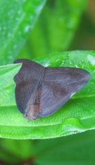 Ricaniinae