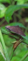 Ricaniinae