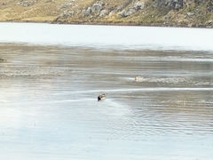 Lophonetta specularioides