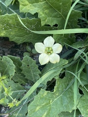 Jaborosa runcinata