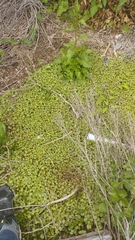 Hydrocotyle moschata