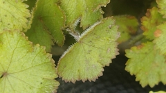 Hydrocotyle moschata