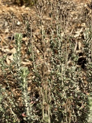 Eriophyllum confertiflorum