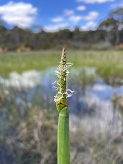 Eleocharis sphacelata