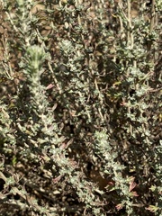 Eriophyllum confertiflorum