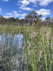 Eleocharis sphacelata
