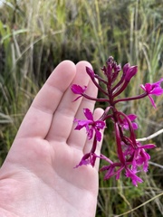 Epidendrum jamiesonis