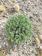 Astragalus
