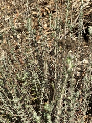 Eriophyllum confertiflorum