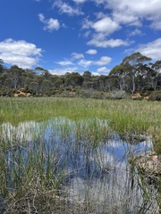 Eleocharis sphacelata