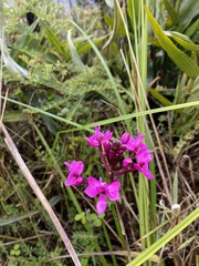 Epidendrum jamiesonis