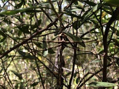 Telephlebia godeffroyi