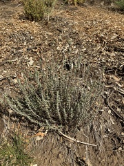 Eriophyllum confertiflorum
