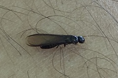 Kalotermitidae
