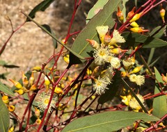 Eucalyptus socialis