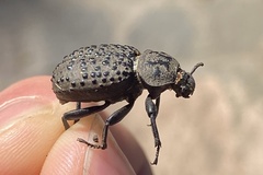 Scotobius pilularius