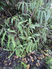 Dicranopteris linearis