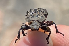 Scotobius pilularius