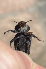 Scotobius pilularius