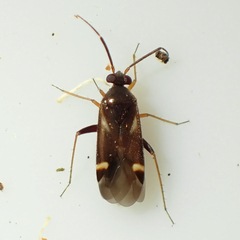 Ausejanus albisignatus