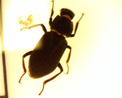Dryopidae