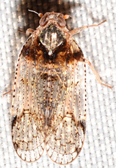 Cixius nervosus
